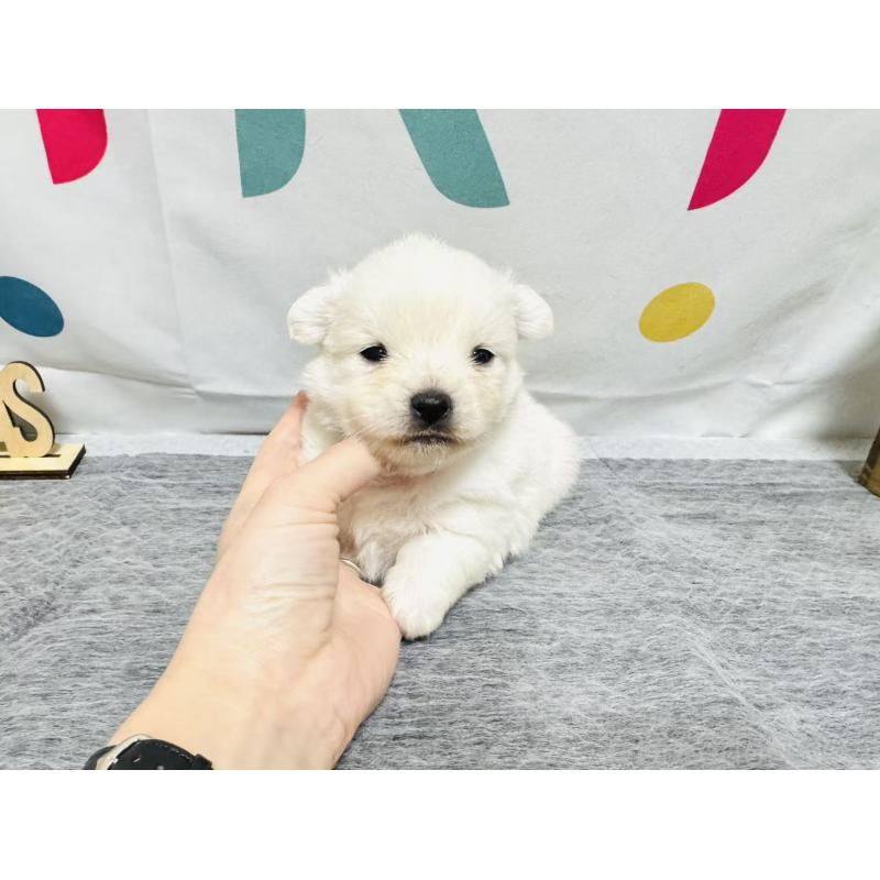 販売中の岐阜県のミックス犬-448882の2枚目