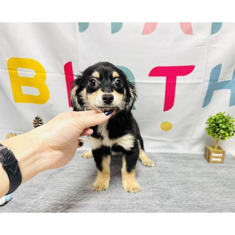 販売中の岐阜県のチワックス:チワワ×ミニチュアダックスフンド-429858の7枚目