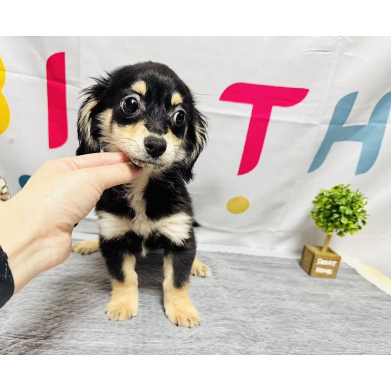 販売中の岐阜県のチワックス:チワワ×ミニチュアダックスフンド-429858の6枚目