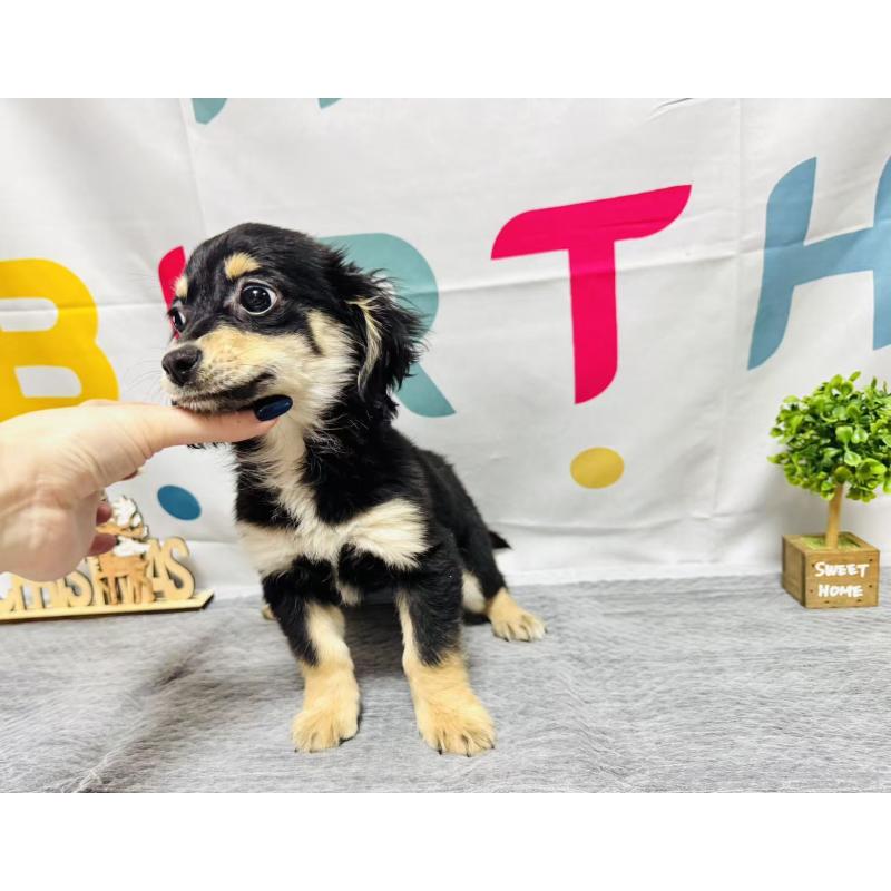 販売中の岐阜県のチワックス:チワワ×ミニチュアダックスフンド-429858の5枚目