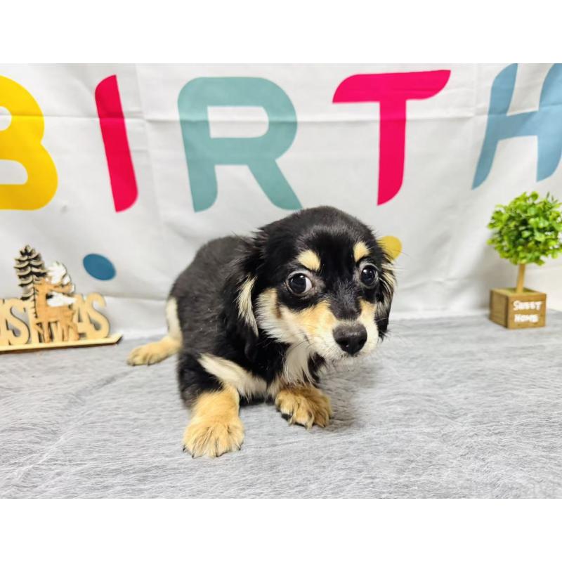 販売中の岐阜県のチワックス:チワワ×ミニチュアダックスフンド-429858の4枚目