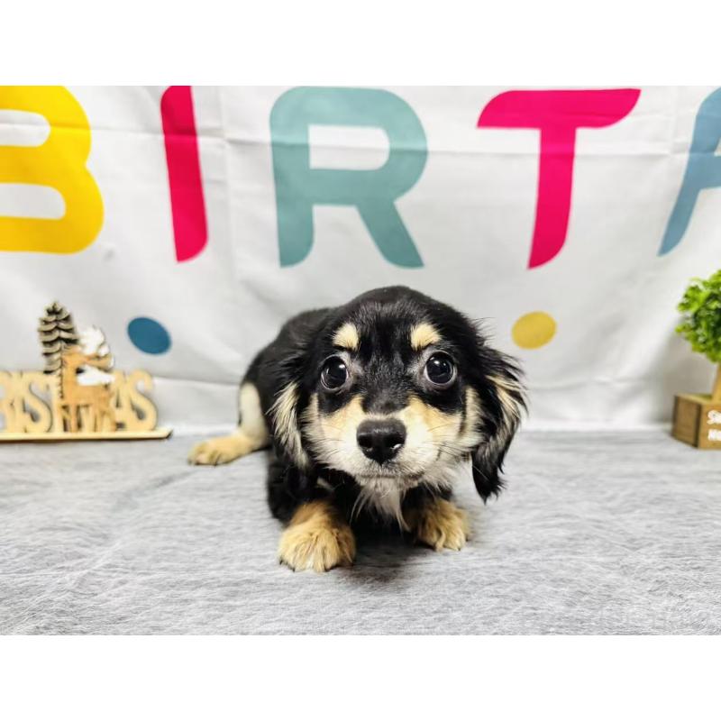 販売中の岐阜県のチワックス:チワワ×ミニチュアダックスフンド-429858の3枚目