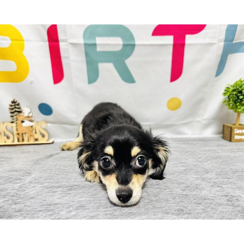 販売中の岐阜県のチワックス:チワワ×ミニチュアダックスフンド-429858の2枚目