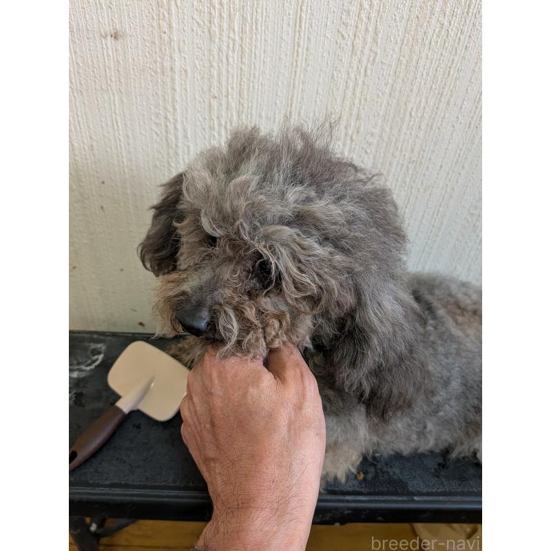 販売中の茨城県のトイプードル-448883の3枚目