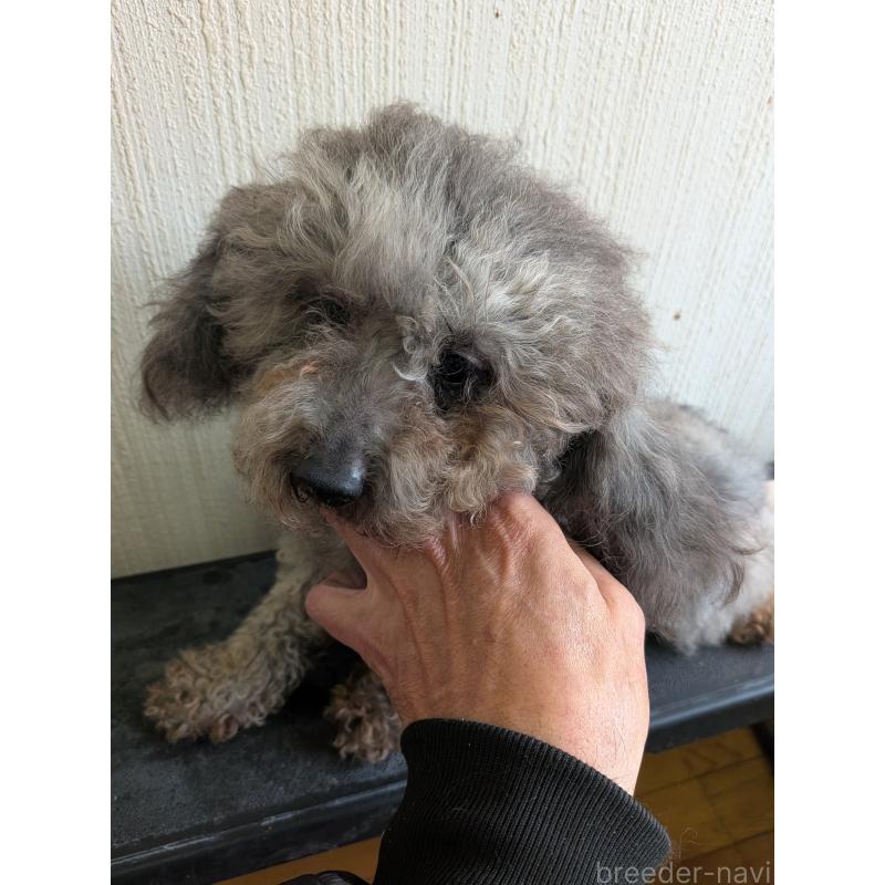 販売中の茨城県のトイプードル-448883の2枚目