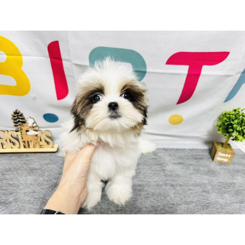 販売中の岐阜県のマルシーズー:マルチーズ×シーズー-434698の9枚目