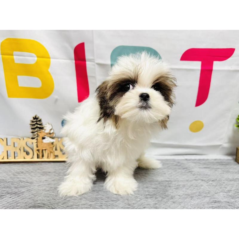 販売中の岐阜県のマルシーズー:マルチーズ×シーズー-434698の8枚目