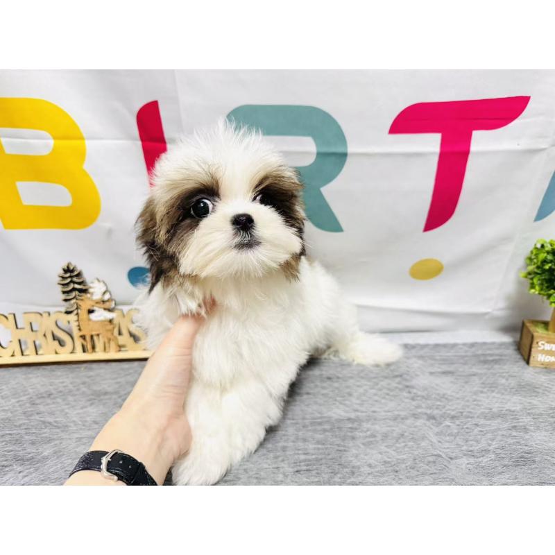 販売中の岐阜県のマルシーズー:マルチーズ×シーズー-434698の7枚目