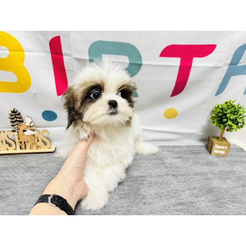 販売中の岐阜県のマルシーズー:マルチーズ×シーズー-434698の6枚目