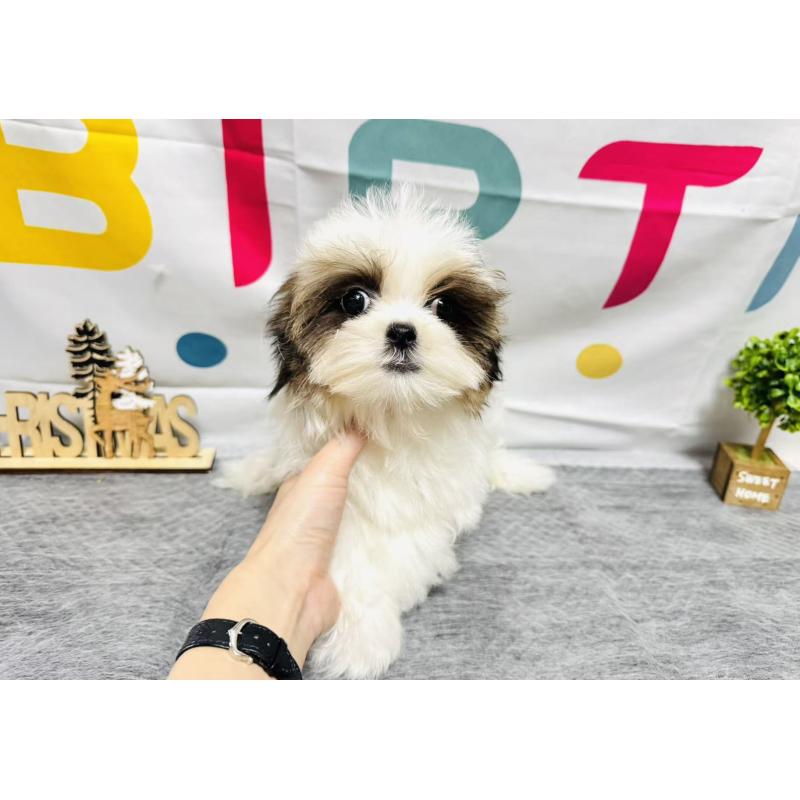 販売中の岐阜県のマルシーズー:マルチーズ×シーズー-434698の5枚目