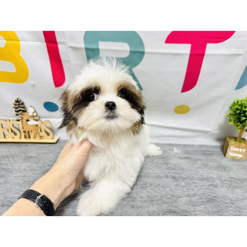 販売中の岐阜県のマルシーズー:マルチーズ×シーズー-434698の4枚目