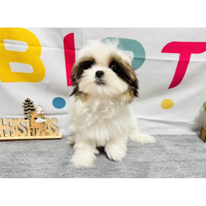 販売中の岐阜県のマルシーズー:マルチーズ×シーズー-434698の3枚目