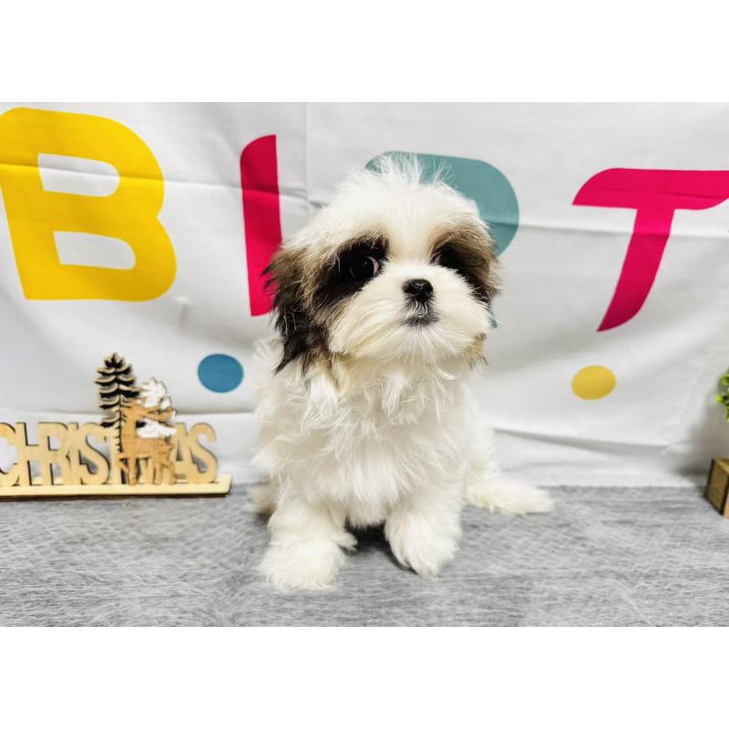 販売中の岐阜県のマルシーズー:マルチーズ×シーズー-434698の2枚目