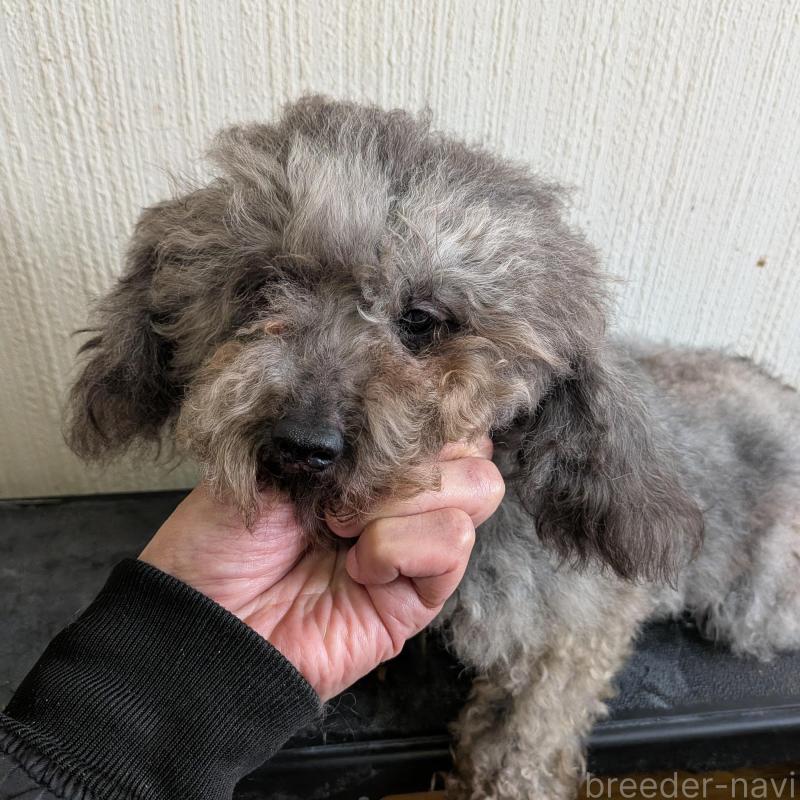販売中の茨城県のトイプードル-448883の1枚目