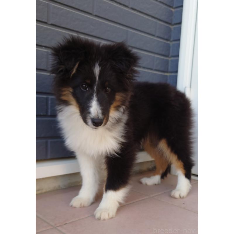 販売中の静岡県のシェットランドシープドッグ(シェルティ)-430544の2枚目