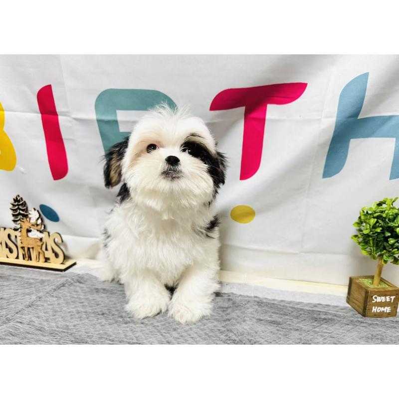 販売中の岐阜県のマルシーズー:マルチーズ×シーズー-434689の10枚目