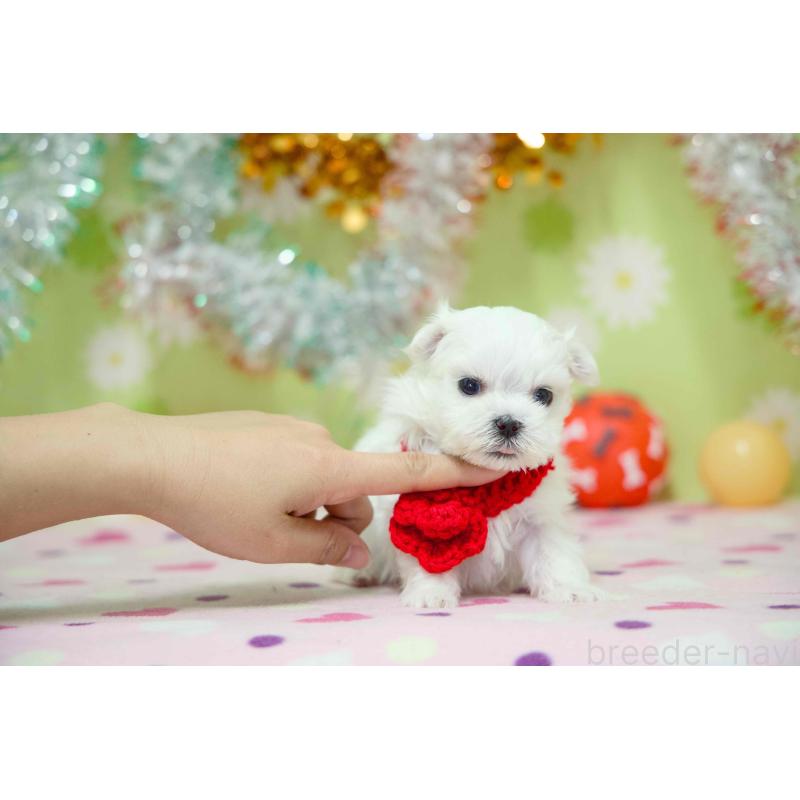 販売中の大分県のマルチーズ-448884の6枚目