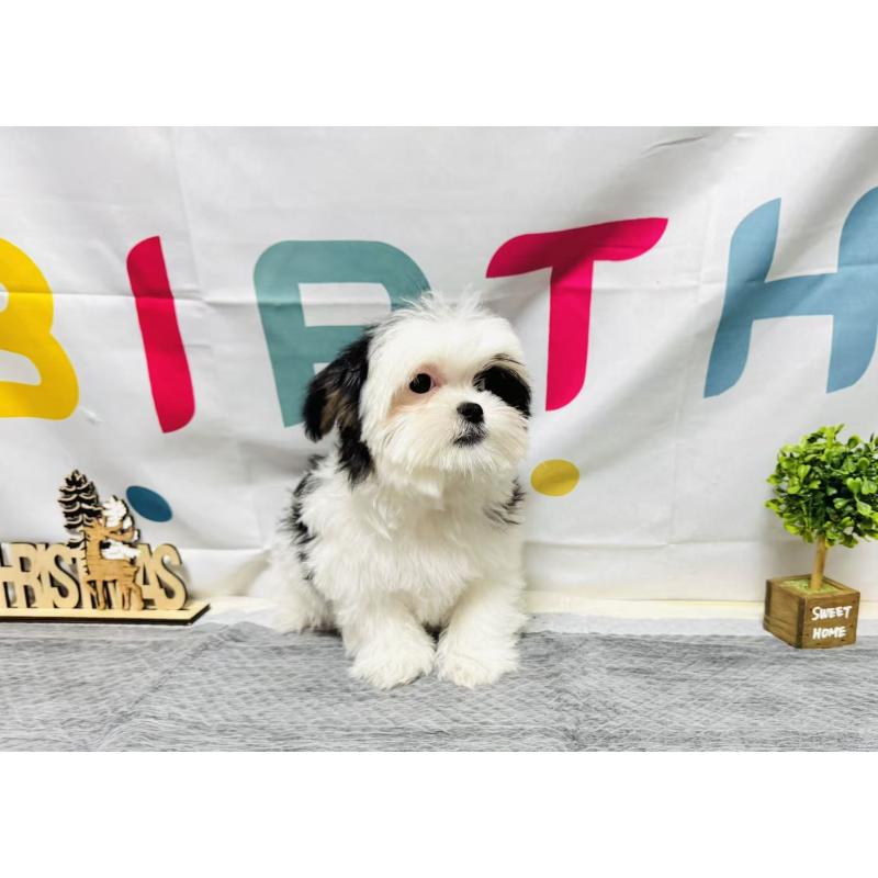 販売中の岐阜県のマルシーズー:マルチーズ×シーズー-434689の9枚目