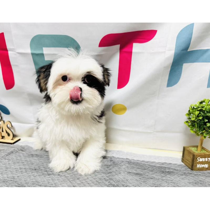 販売中の岐阜県のマルシーズー:マルチーズ×シーズー-434689の8枚目