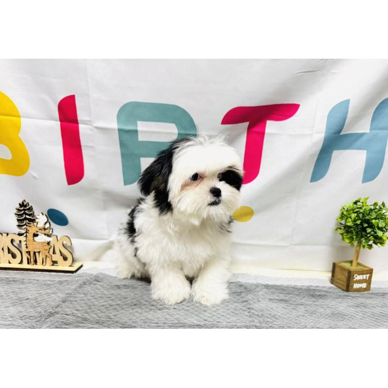 販売中の岐阜県のマルシーズー:マルチーズ×シーズー-434689の7枚目