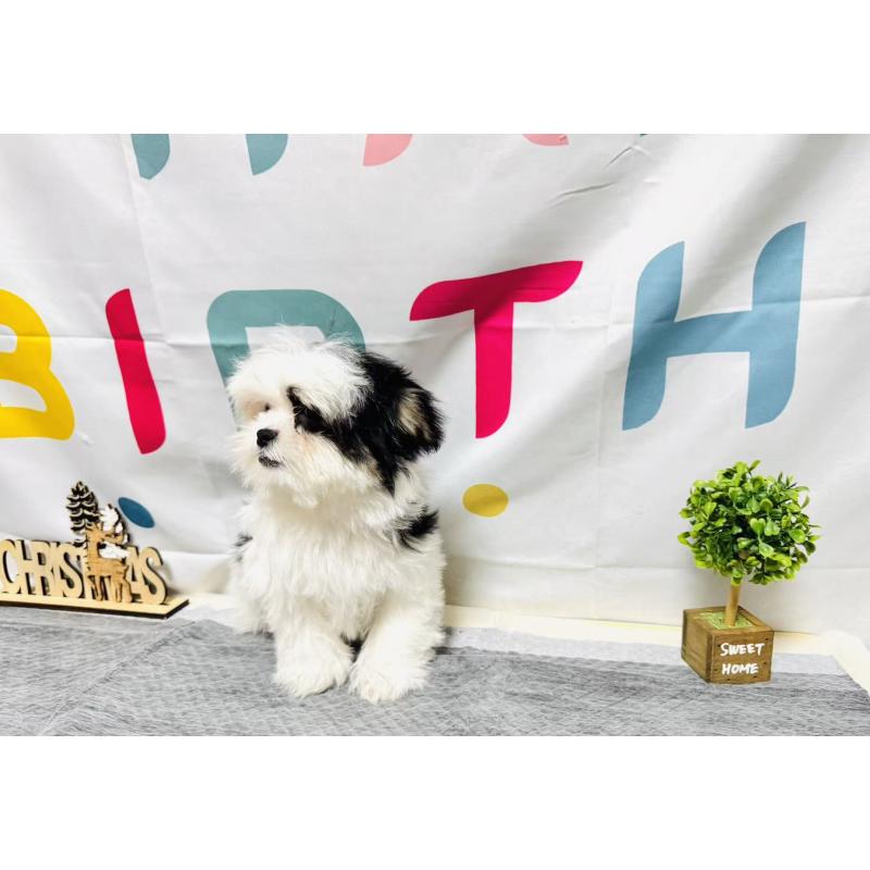 販売中の岐阜県のマルシーズー:マルチーズ×シーズー-434689の6枚目