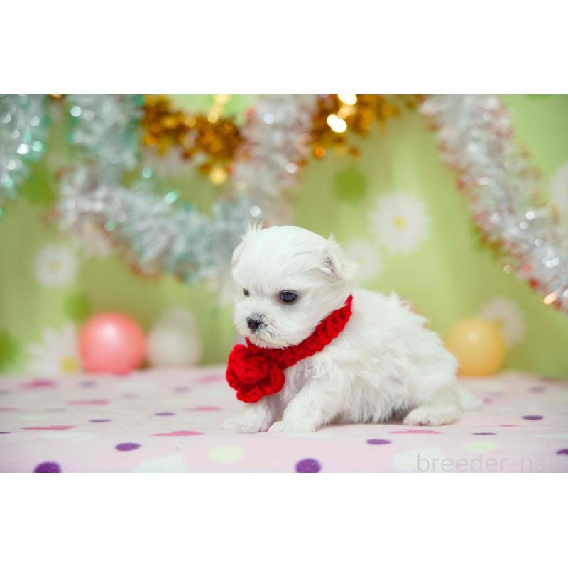 販売中の大分県のマルチーズ-448884の5枚目