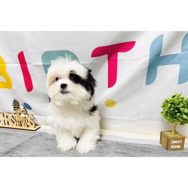 販売中の岐阜県のマルシーズー:マルチーズ×シーズー-434689の5枚目