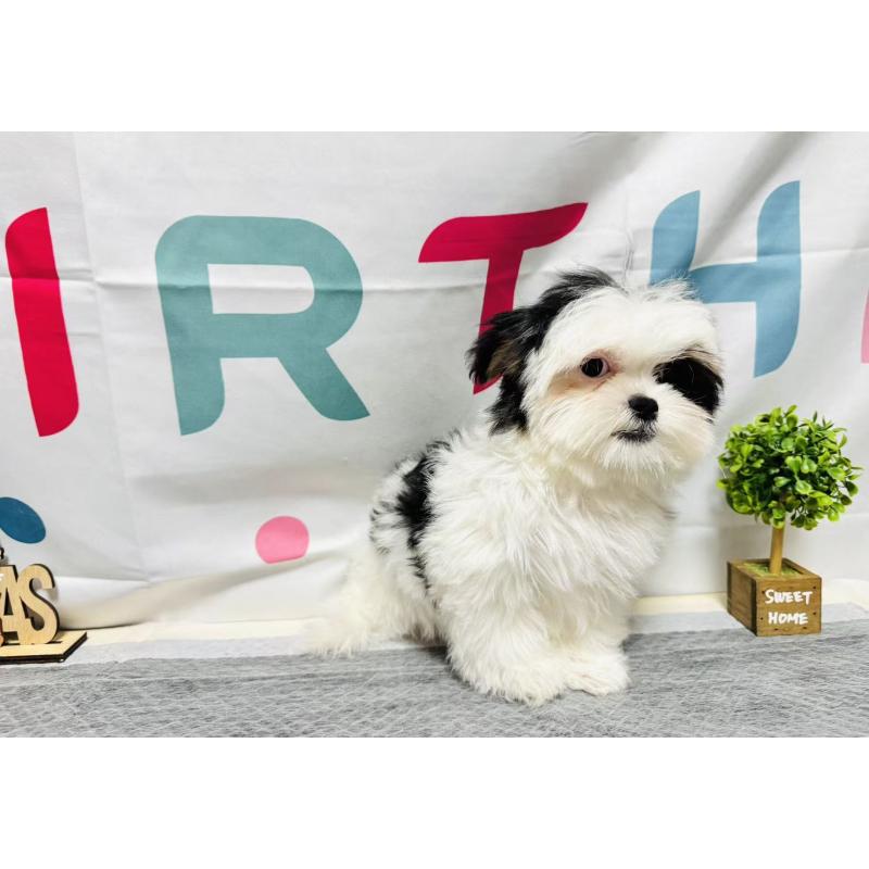 販売中の岐阜県のマルシーズー:マルチーズ×シーズー-434689の4枚目