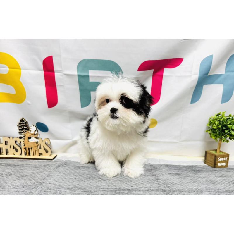 販売中の岐阜県のマルシーズー:マルチーズ×シーズー-434689の3枚目