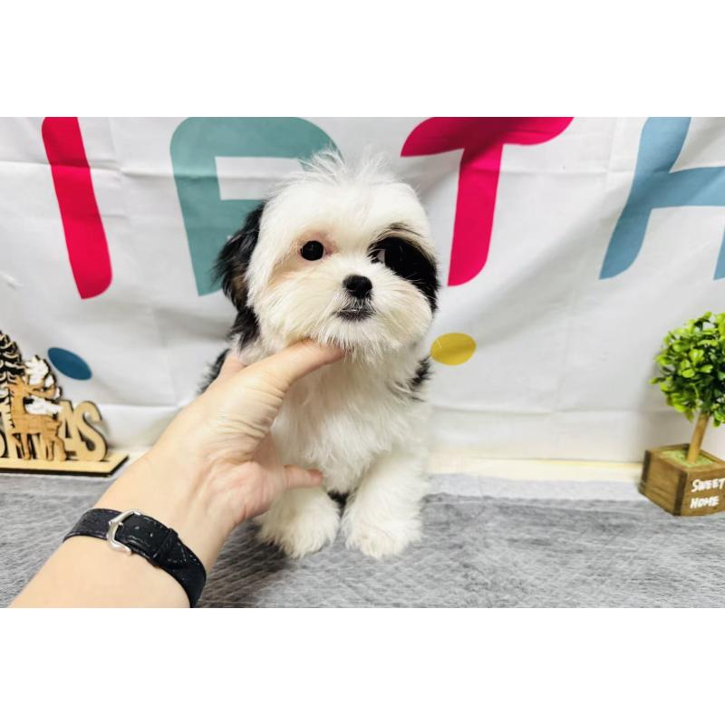 販売中の岐阜県のマルシーズー:マルチーズ×シーズー-434689の2枚目