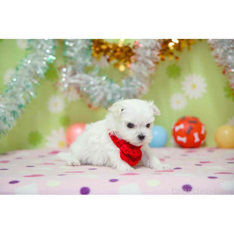 販売中の大分県のマルチーズ-448884の4枚目