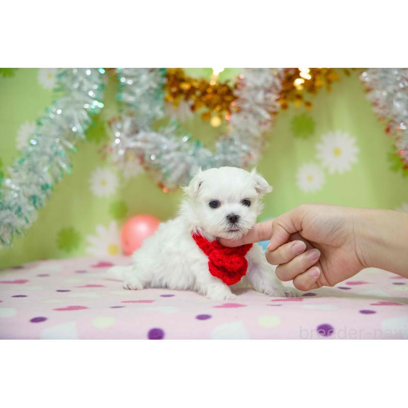 販売中の大分県のマルチーズ-448884の3枚目