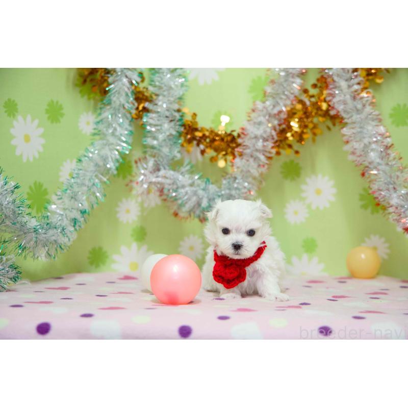 販売中の大分県のマルチーズ-448884の2枚目