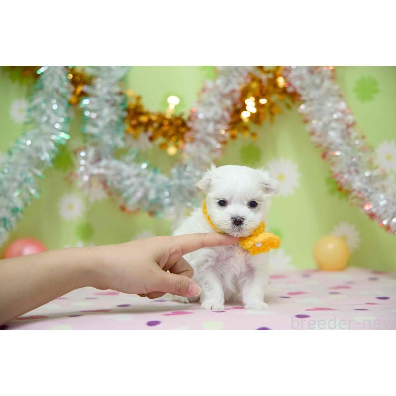 販売中の大分県のマルチーズ-448885の5枚目