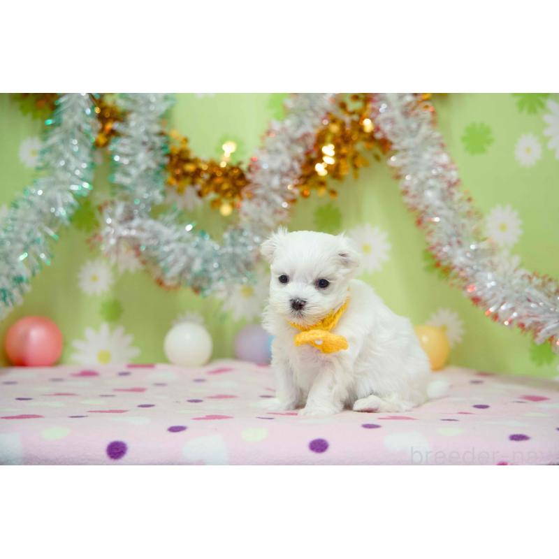 販売中の大分県のマルチーズ-448885の4枚目