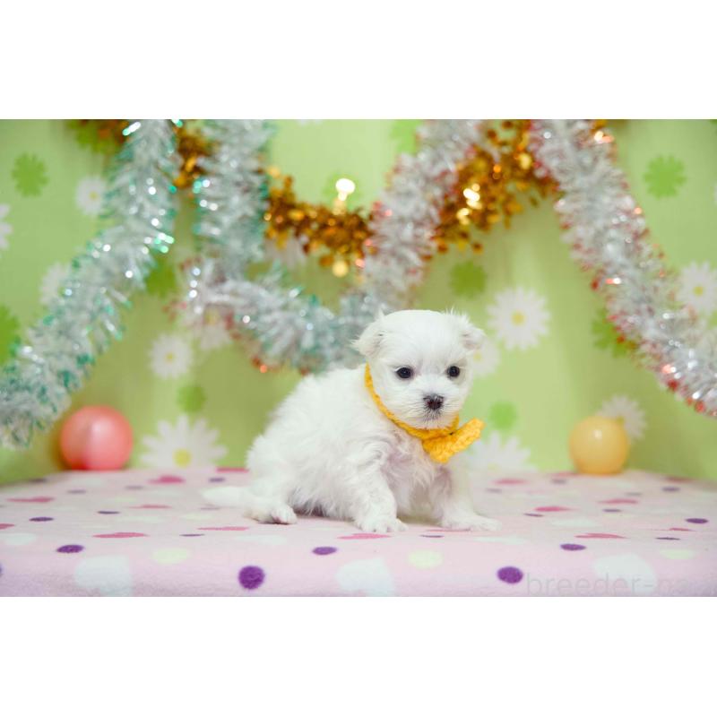 販売中の大分県のマルチーズ-448885の3枚目