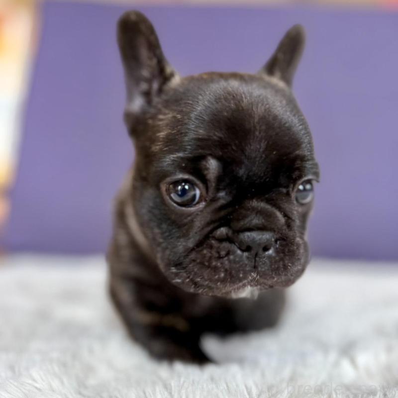 販売中の群馬県のフレンチブルドッグ-448377