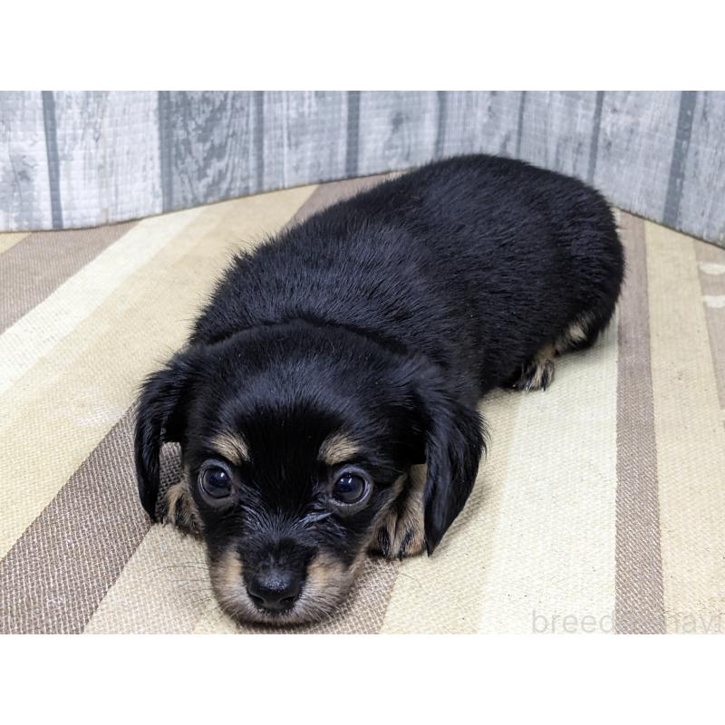 販売中の埼玉県のチワックス:チワワ×ミニチュアダックスフンド-448890の5枚目