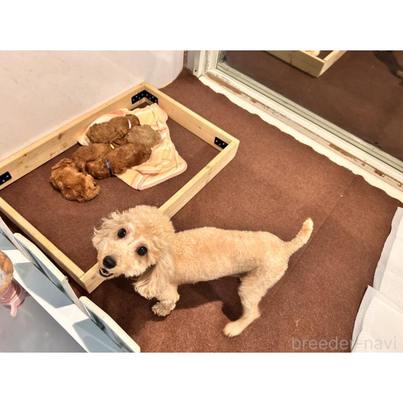 販売中の群馬県のトイプードル-448889の2枚目