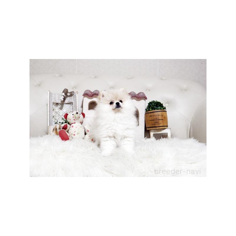 販売中の佐賀県のポメラニアン-439594の5枚目