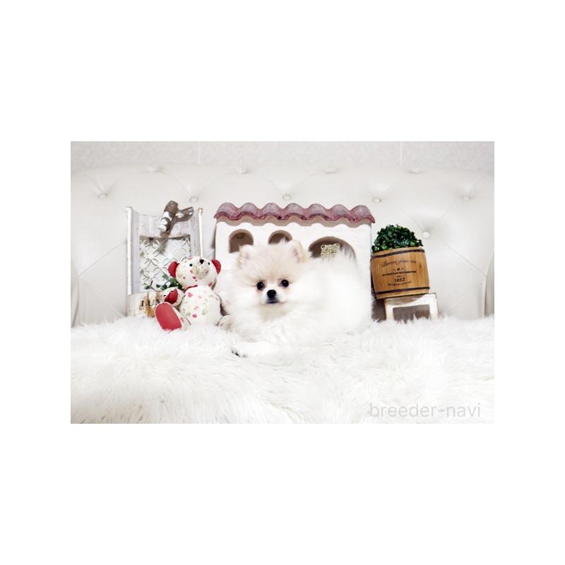 販売中の佐賀県のポメラニアン-439594の4枚目