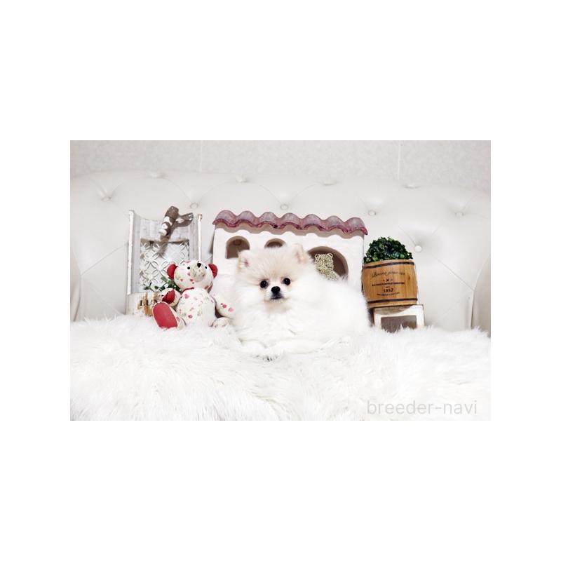 販売中の佐賀県のポメラニアン-439594の3枚目