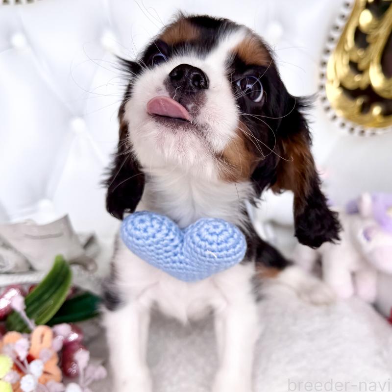 販売中の福岡県のキャバリアキングチャールズスパニエル-439676の17枚目