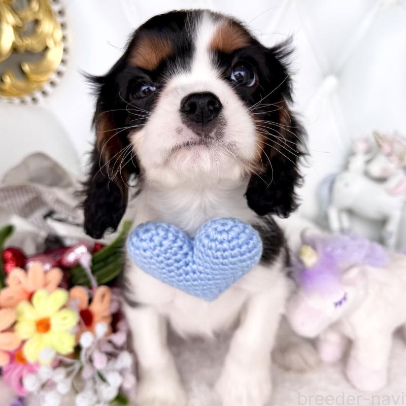 販売中の福岡県のキャバリアキングチャールズスパニエル-439676の16枚目