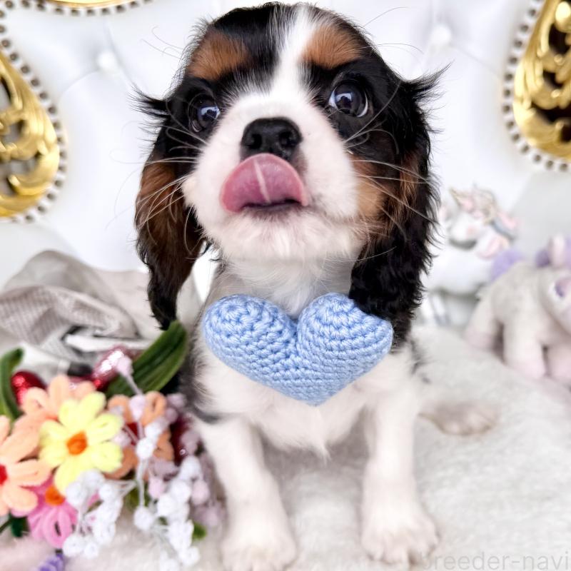 販売中の福岡県のキャバリアキングチャールズスパニエル-439676の15枚目