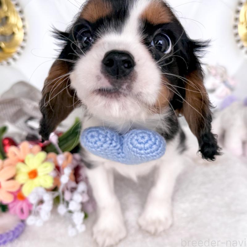 販売中の福岡県のキャバリアキングチャールズスパニエル-439676の14枚目