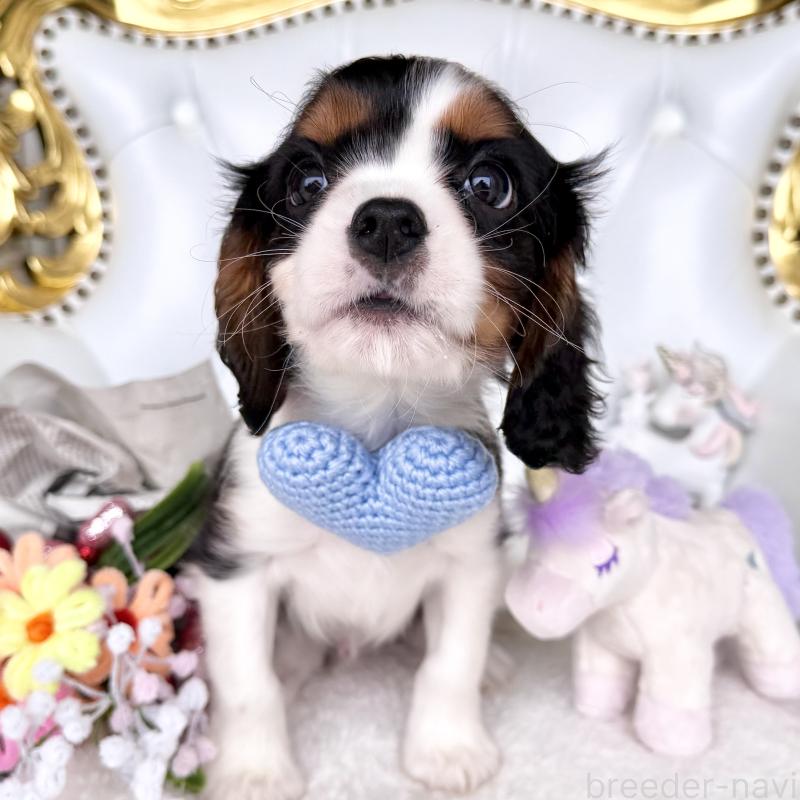 販売中の福岡県のキャバリアキングチャールズスパニエル-439676の13枚目