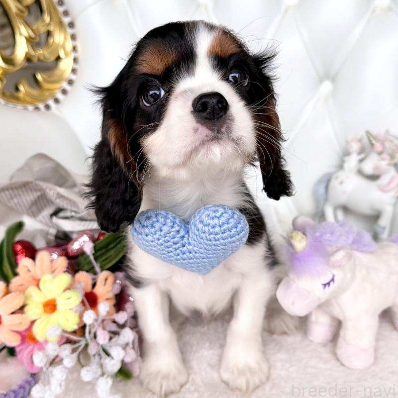 販売中の福岡県のキャバリアキングチャールズスパニエル-439676の12枚目