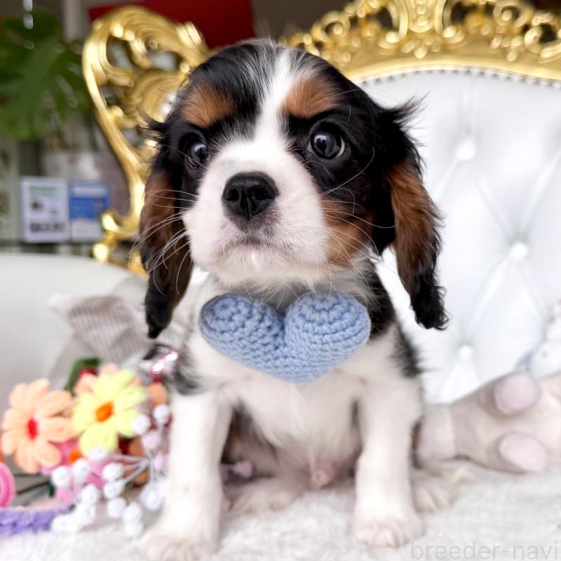 販売中の福岡県のキャバリアキングチャールズスパニエル-439676の11枚目