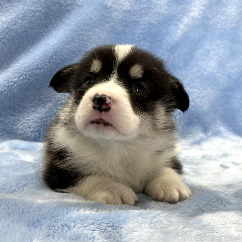 販売中の大阪府のウェルシュコーギーペンブローク-448891の1枚目